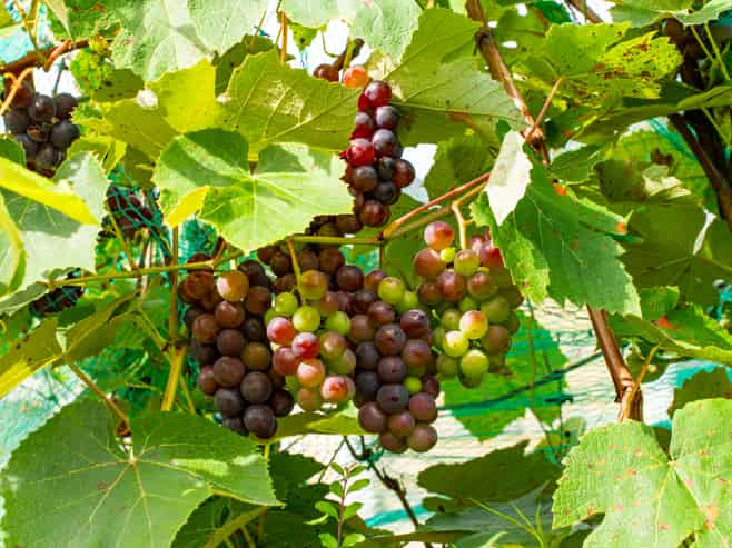 15-17 Campbell Terrace, Dargaville