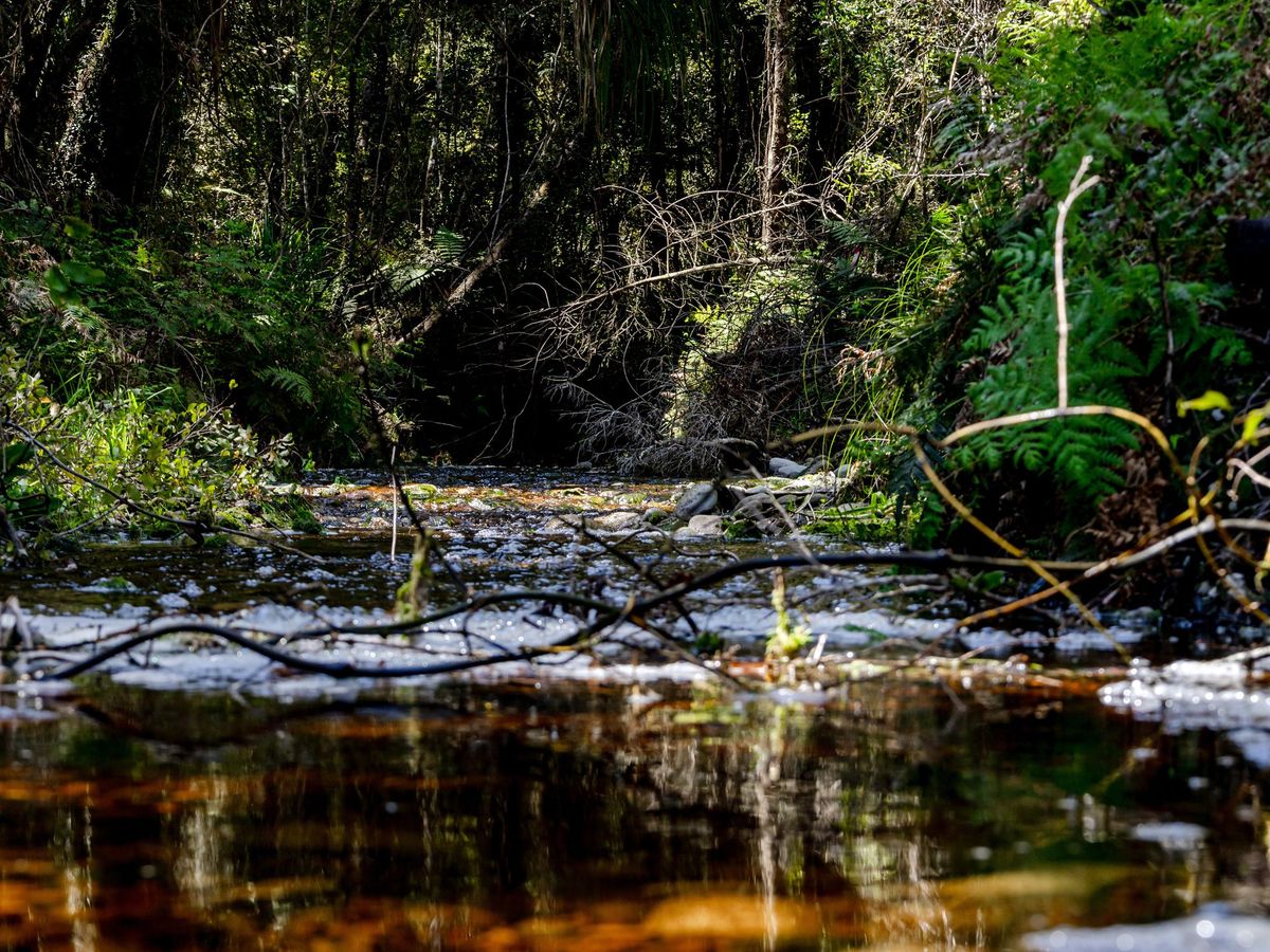 Where Imagination Meets the Wild - Ansicht 4