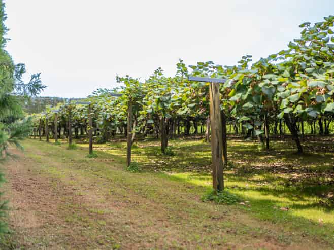 116 Tuapiro Road, Tahawai