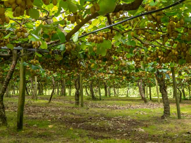 116 Tuapiro Road, Tahawai