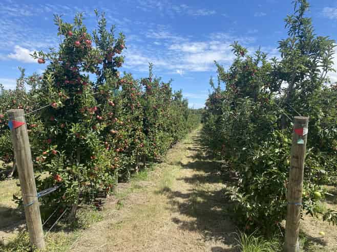  Rockit Orchard No.2 LP, Hastings