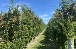 Rockit Orchard No.2 LP, Hastings