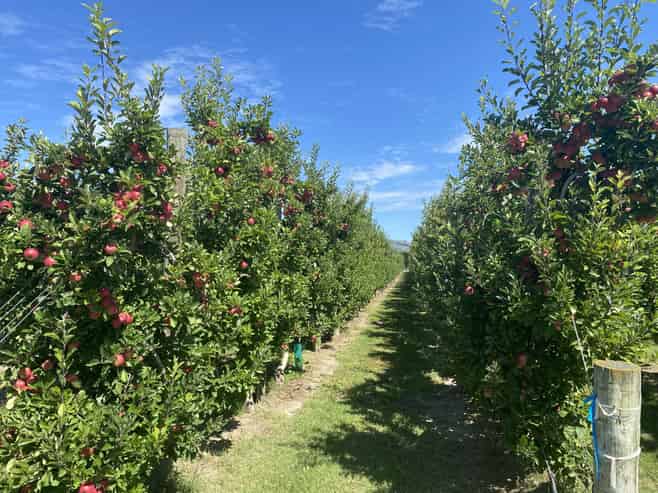  Rockit Orchard No.2 LP, Hastings