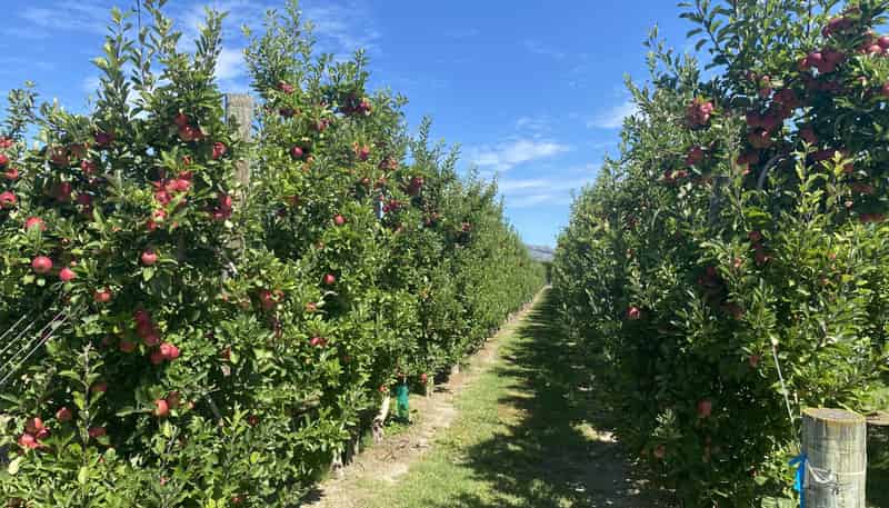  Rockit Orchard No.2 LP, Hastings