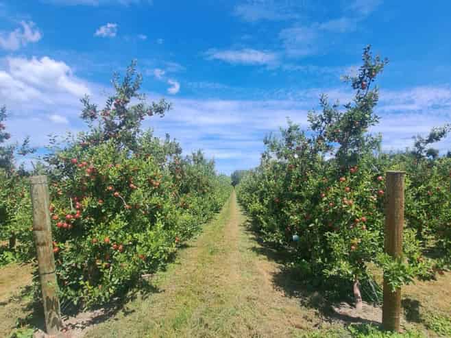  Rockit Orchard No.2 LP, Hastings