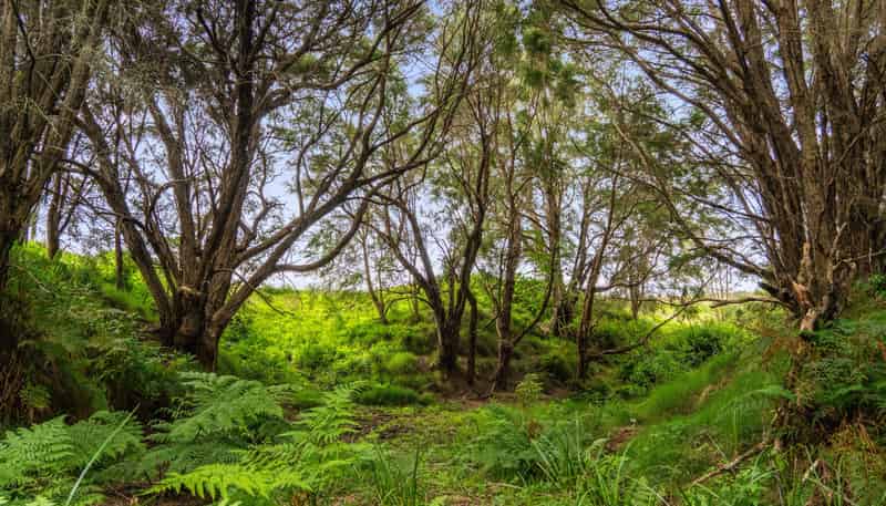Lots 1-4 DP 628973, Goodwin Road, Whataupoko