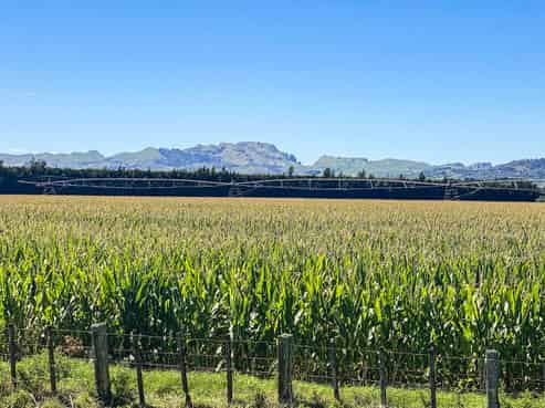 1355 Railway Road South and 656 Te Aute Road, Longlands