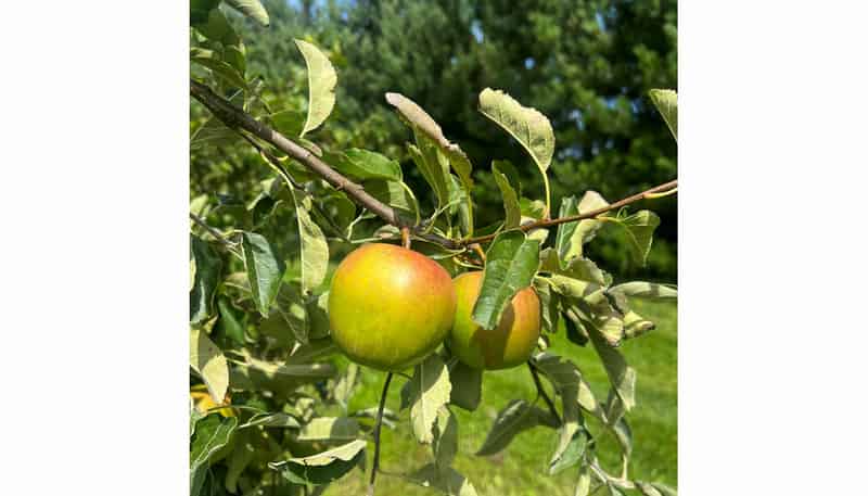 1742 Grahams Road, Eiffelton