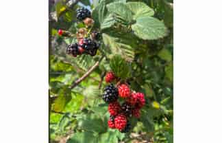 1742 Grahams Road, Eiffelton