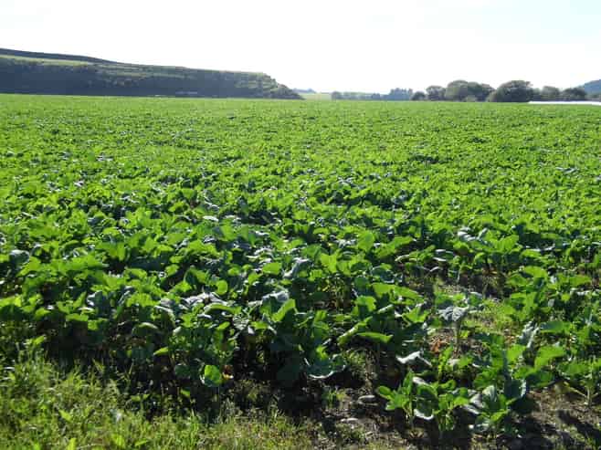  Alma-Maheno Road, Maheno