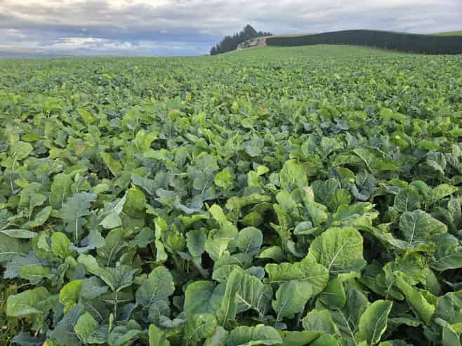  Alma-Maheno Road, Maheno