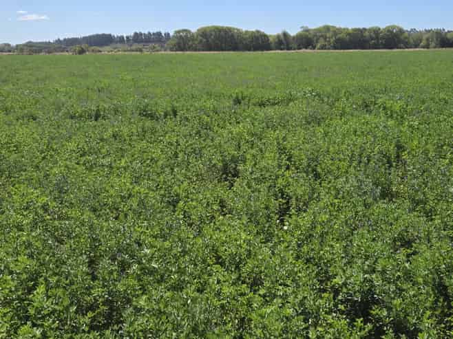  Alma-Maheno Road, Maheno
