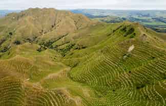  Ngakonui Forest, Martinborough