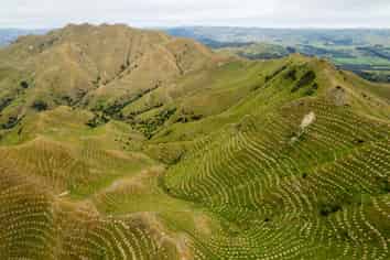  Ngakonui Forest, Martinborough