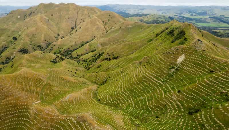  Ngakonui Forest, Martinborough