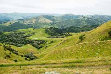  Ngakonui Forest, Martinborough