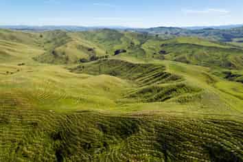  Waipipi Forest, Masterton