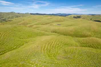  Waipipi Forest, Masterton