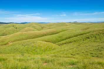  Waipipi Forest, Masterton