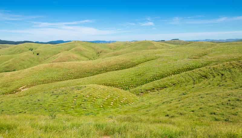  Waipipi Forest, Masterton