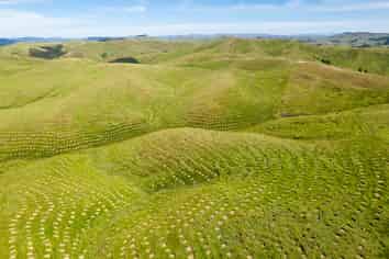  Waipipi Forest, Masterton