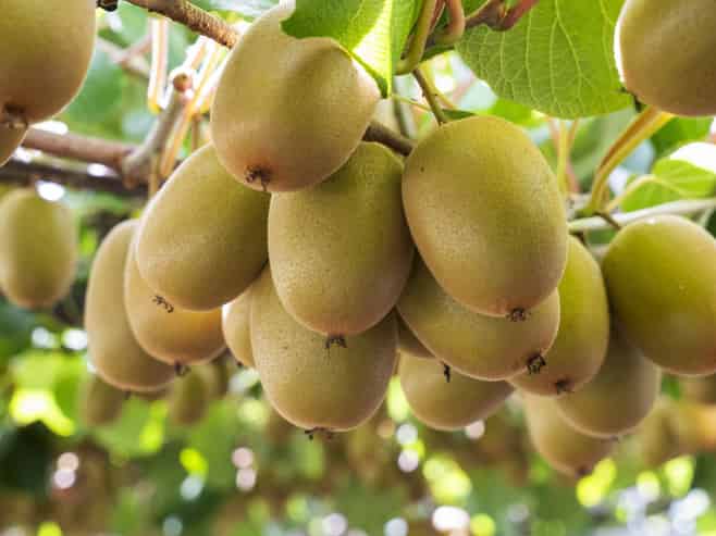 20 Ronalds Lane, Te Puke