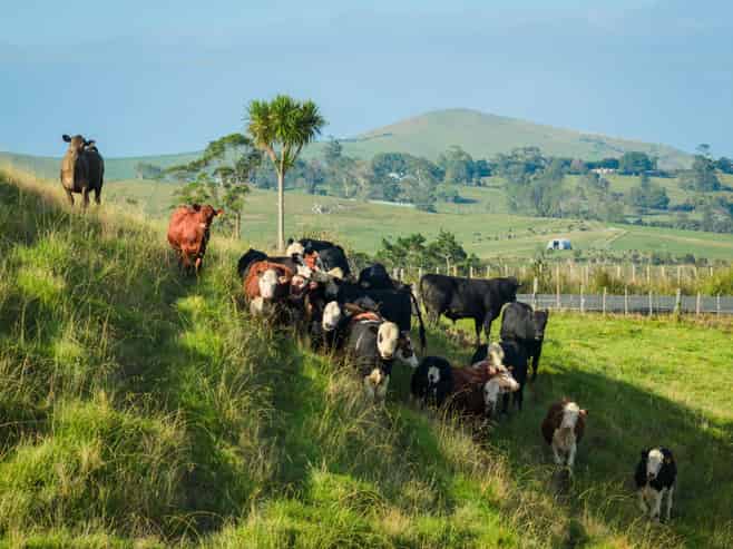  Ararua Road, Matakohe