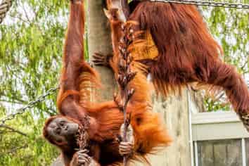 18 Tasman Avenue, Mount Albert