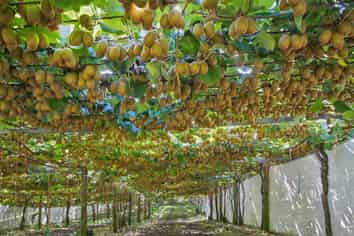 140C Wharawhara Road, Katikati