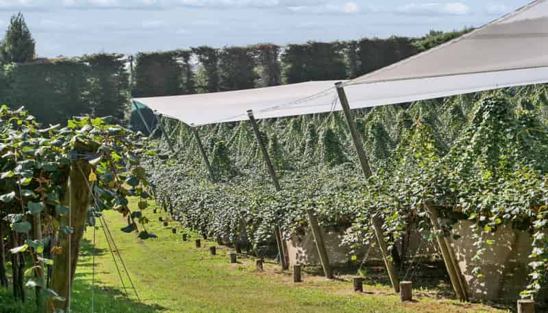 140C Wharawhara Road, Katikati
