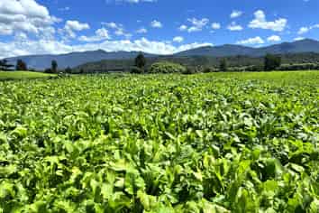  989 State Highway 69, Reefton