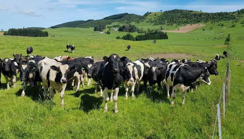 2000 Hillfoot Road, Warepa