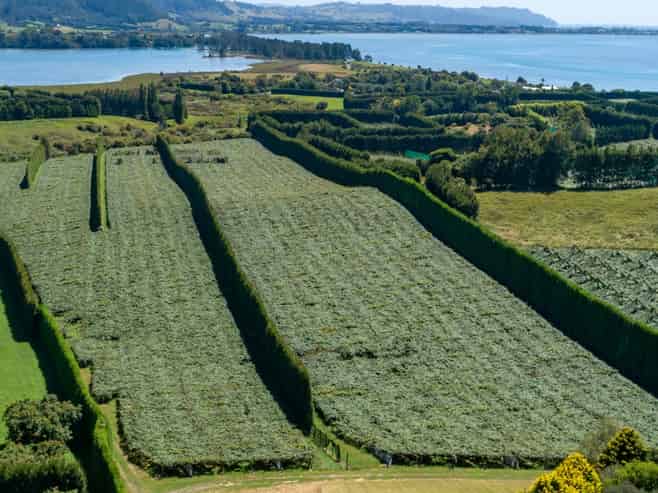 215 Ongare Point Road, Tahawai