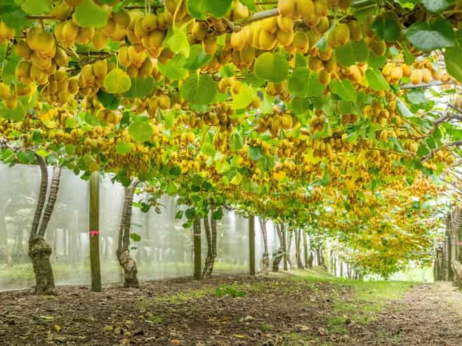 215 Ongare Point Road, Tahawai