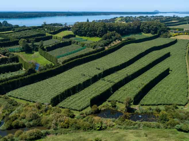 215 Ongare Point Road, Tahawai