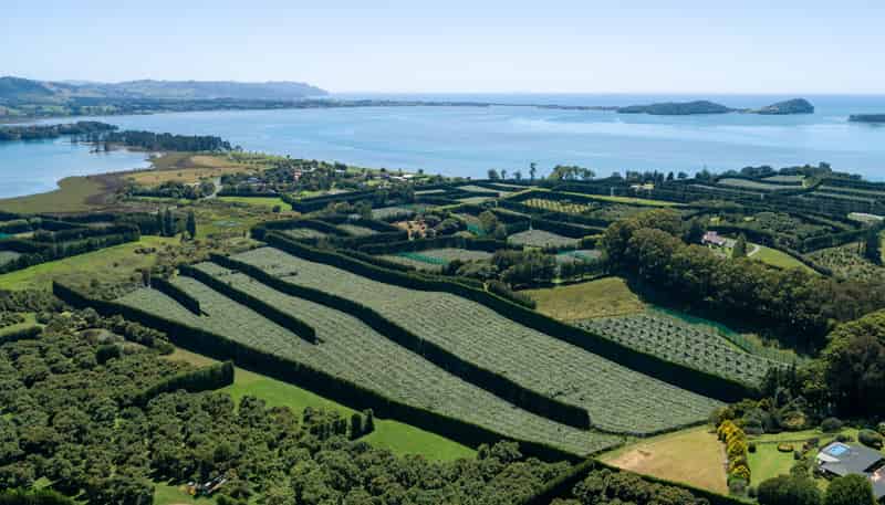 215 Ongare Point Road, Tahawai