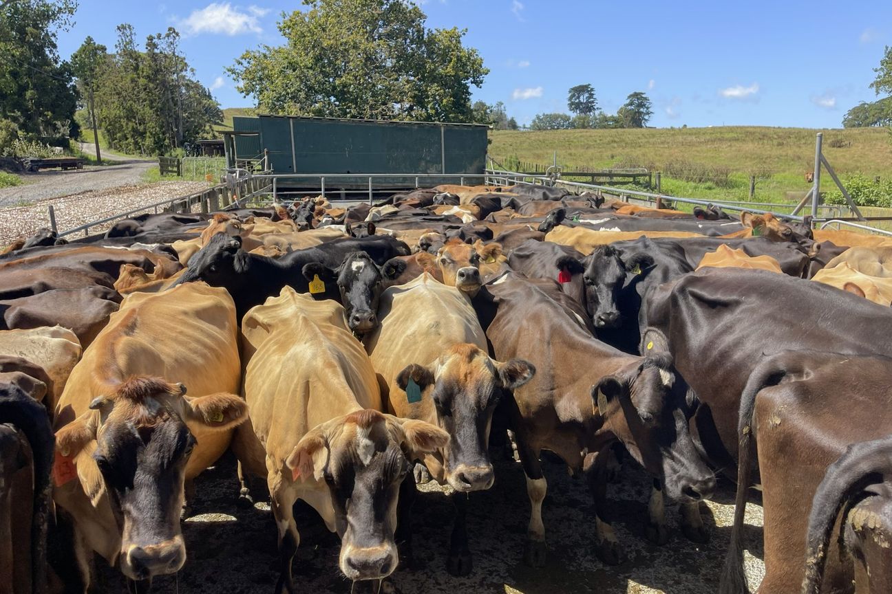 Dairy, Farm, Lifestyle! – další