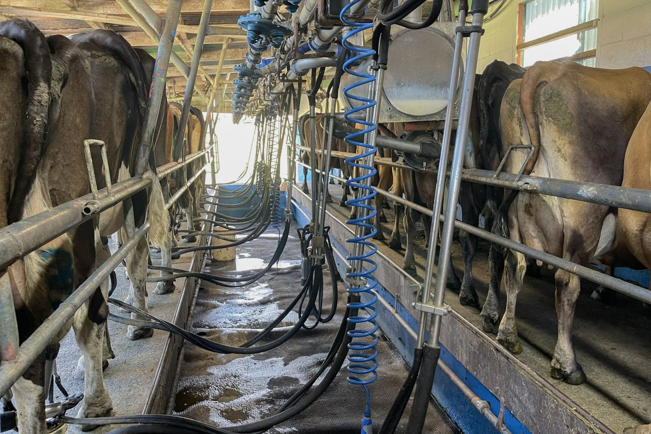 Dairy, Farm, Lifestyle! – pohled 6