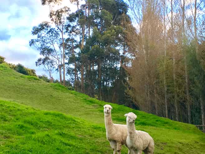 306 Pahoia Road, Whakamarama