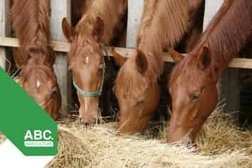 Equestrian Retail & Bulk Horse Feed $228k Returns