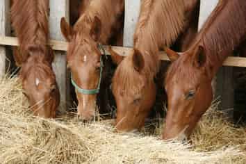 Equestrian Retail & Bulk Horse Feed $228k Returns