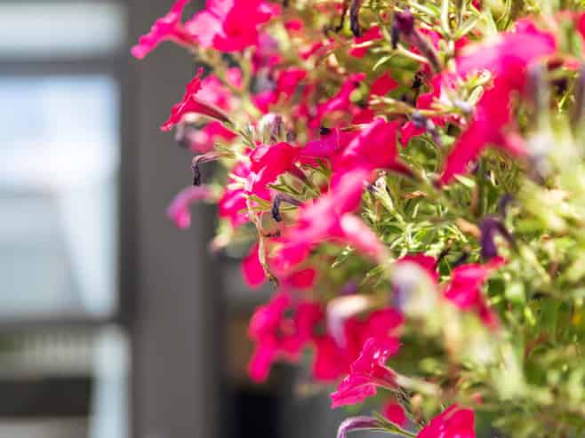 13 Tuatua Road, Hobsonville