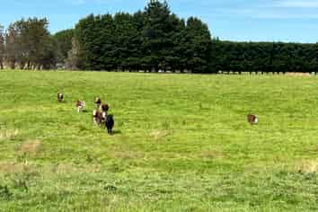 55 McKellar Road, Seaward Bush