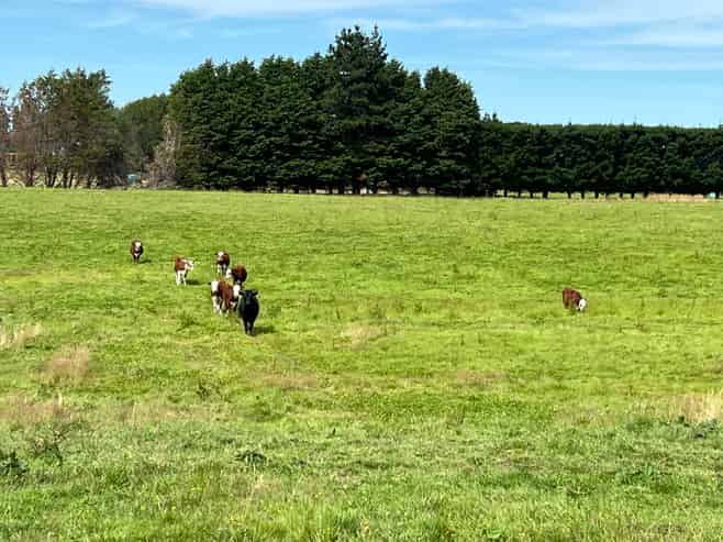 55 McKellar Road, Seaward Bush