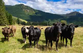 148 Tunakino Valley Road, Rai Valley