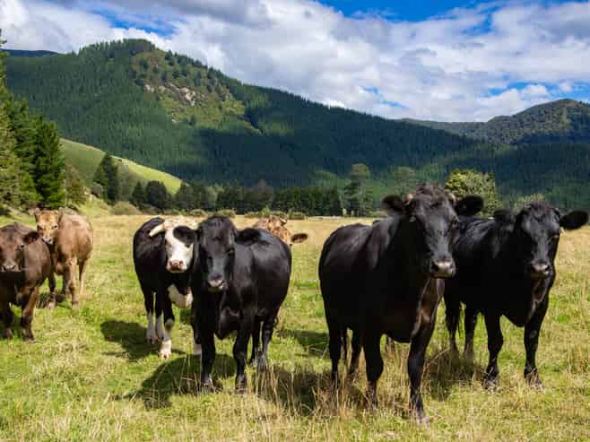 148 Tunakino Valley Road, Rai Valley