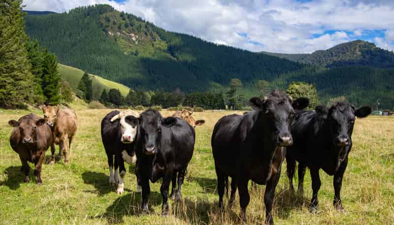 148 Tunakino Valley Road, Rai Valley