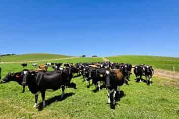 77 Molloy Road, Ruawai