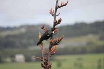 45A Finlayson Road, Matarau