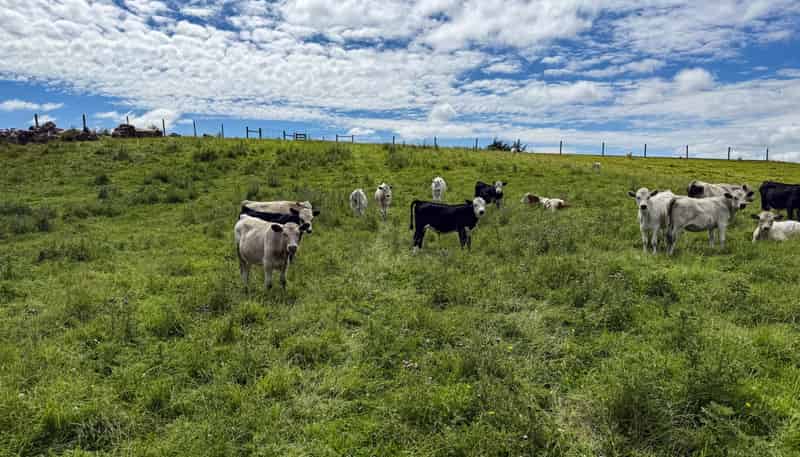 10 Four Mile Creek Road, Te Houka